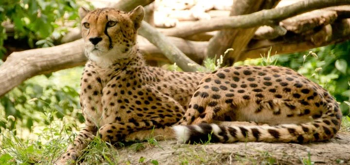 Gepard v Keni