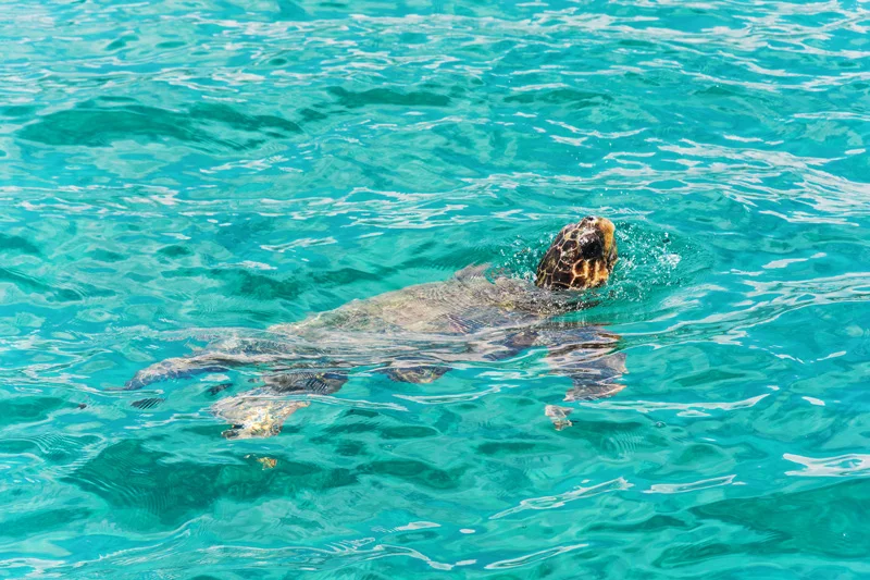 Korytnačka v mori, Zakynthos.