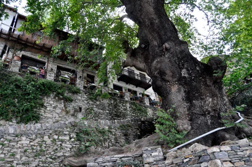 Platanus