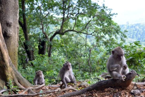 Monkey forest