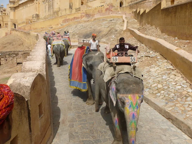 Slony na Amber Fort