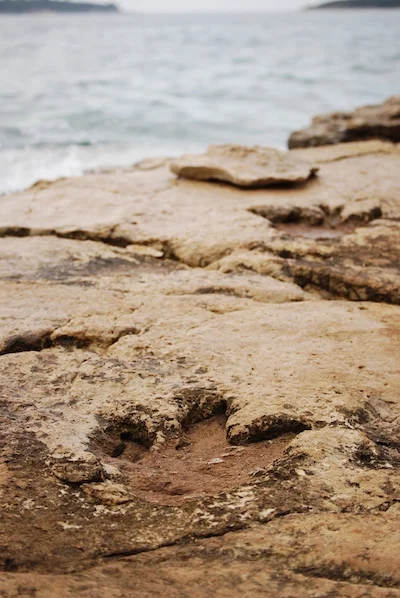 Brijuni otlačok dinosaurus