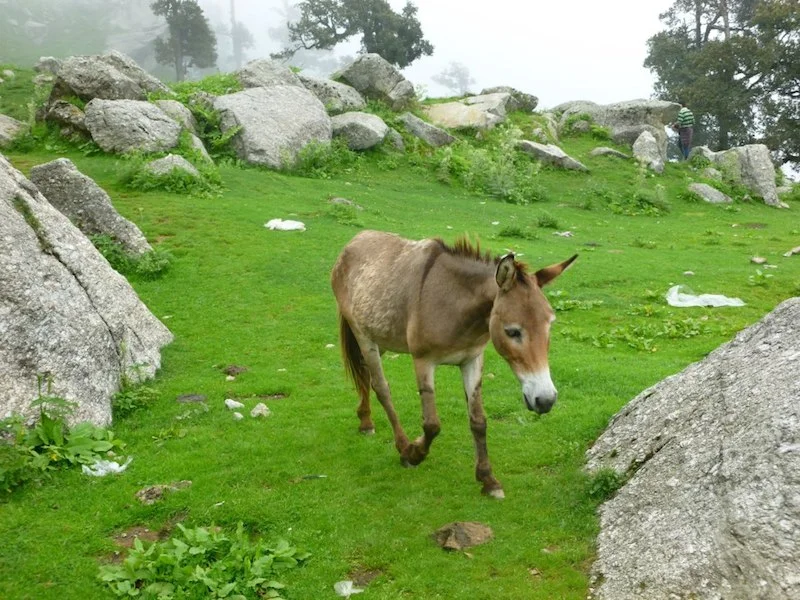 Triund Dharamshala India