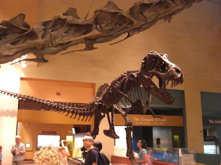 Natural History Museum Washington D.C:
