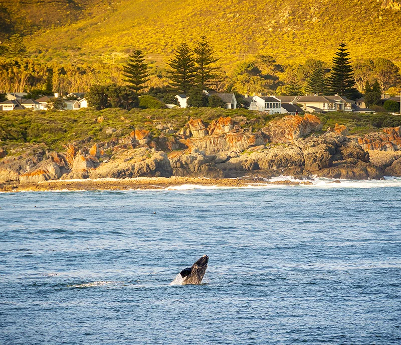 Hermanus Juhoafrická republika