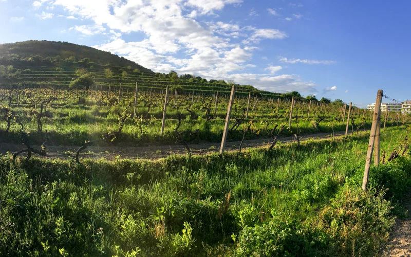 Rača - vinohrady